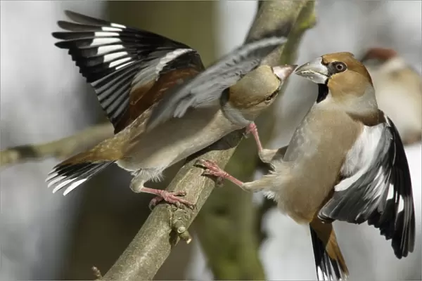 Hawfinches - Two females fighting over food in garden, winter. Lower Saxony, Germany