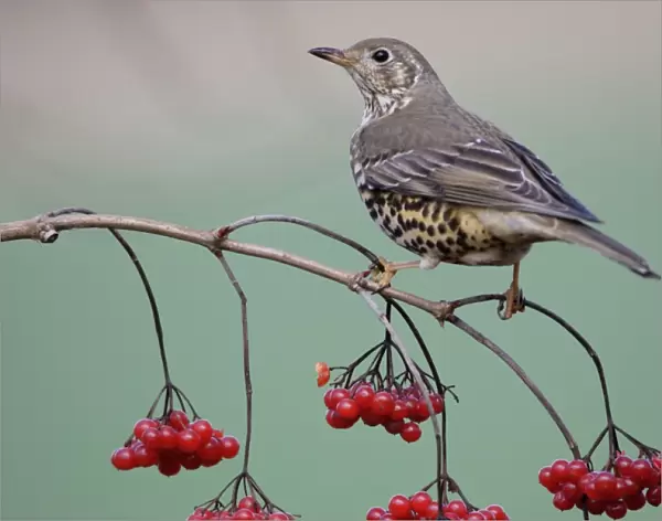 Mistle Thrush - Perched on Guelder Rose bush in garden, winter. Lower Saxony, Germany