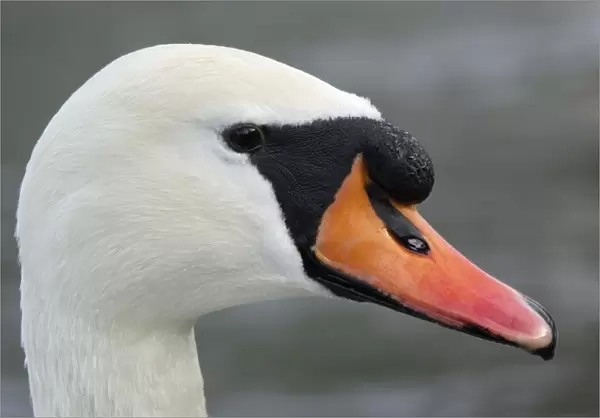 Mute Swan - Portrait of Male. Hessen, Germany