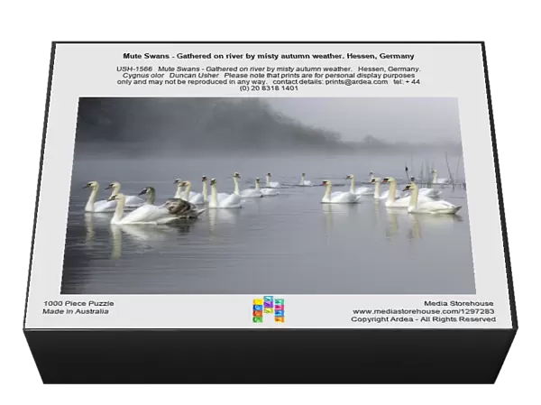 Mute Swans - Gathered on river by misty autumn weather. Hessen, Germany