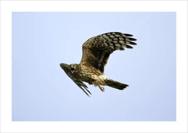Hen Harrier-Female- calling in flight, with prey in talons Isle of Texel, Holland