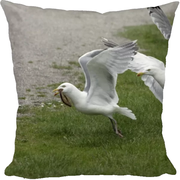 Herring Gull - Two birds fighting over food Isle of Texel, Holland