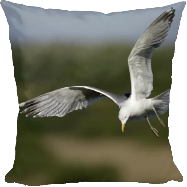 Herring Gull - In flight, about to land Isle of Texel, Holland