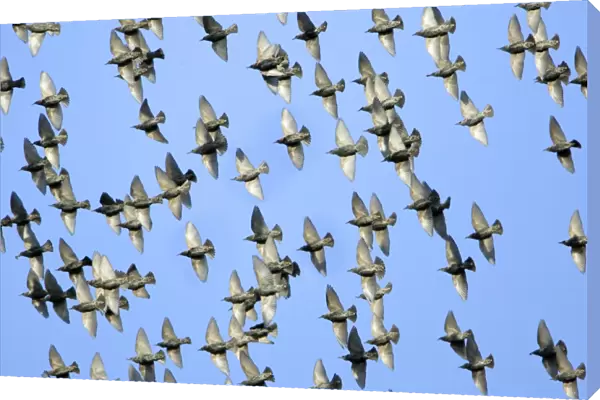 Starlings-Flock in flight, autumn Lower Saxony, Germany