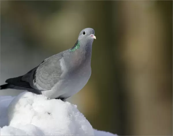 Stock Dove - siiting on ground in snow, winter Bavaria, Germany