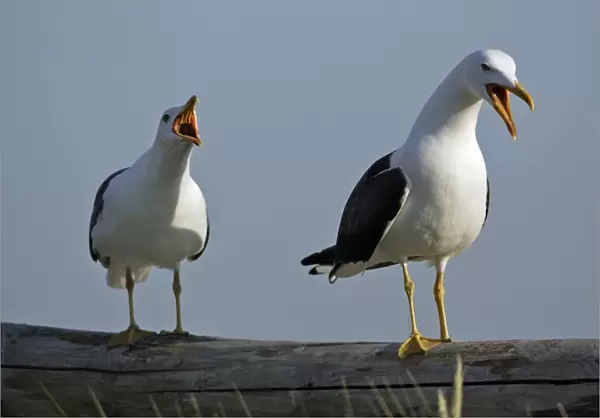 Great Black Backed Gull-pair courtship displaying on fence, Isle of Texel, Holland