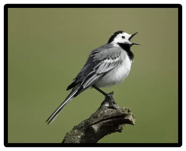Pied  /  White Wagtail- male singing, Neusiedler See NP, Austria