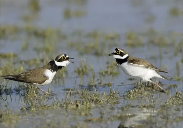 Little Ringed Plover- 2 males fighting in lake, Neusiedler See NP, Austria