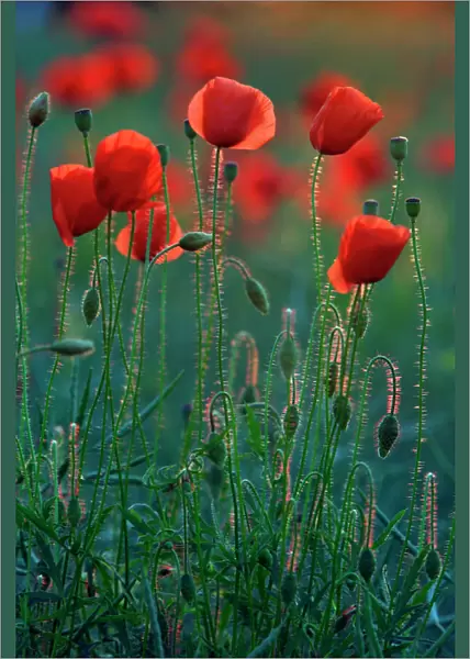 Commn Poppy- flowering on arable land, Lower Saxony, Germany