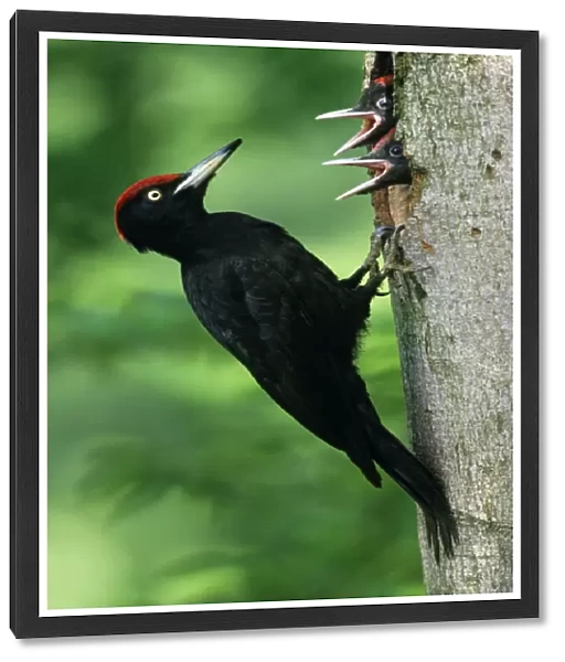 Black Woodpecker - male bird at nest entrance with offspring Lower Saxony, Germany