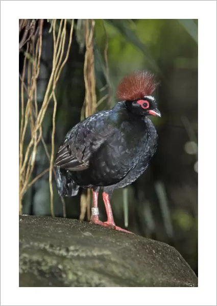 Crested Wood-partridge - male bird, Lower Saxony, Germany
