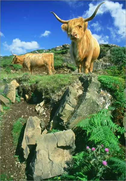 Cows - Highland Cattle