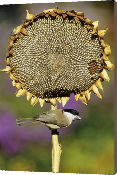 Marsh Tit - on ripened sunflower head