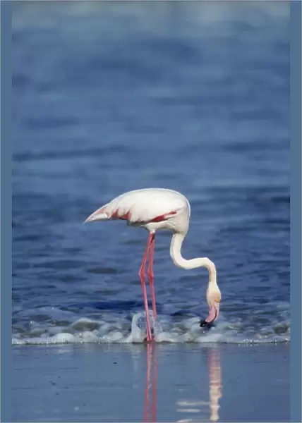 Greater Flamingo - feeding West Coast, Namibia, Africa