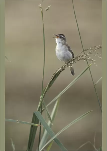 Sedge warbler Adult male singing