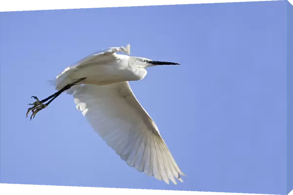 Little Egret - in flight. France