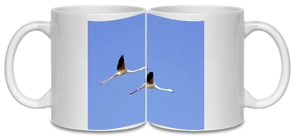Greater Flamingo - in flight. Saintes Maries de la Mer - Carmague - France