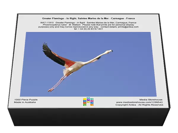 Greater Flamingo - in flight. Saintes Maries de la Mer - Carmague - France