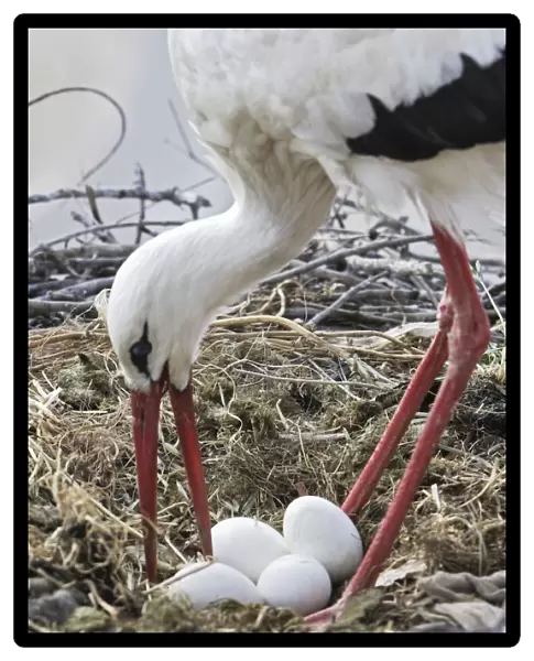 White Stork - at nest turning eggs. Caceres - Extramadura - Spain