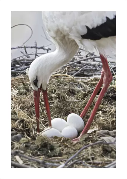 White Stork - at nest turning eggs. Caceres - Extramadura - Spain