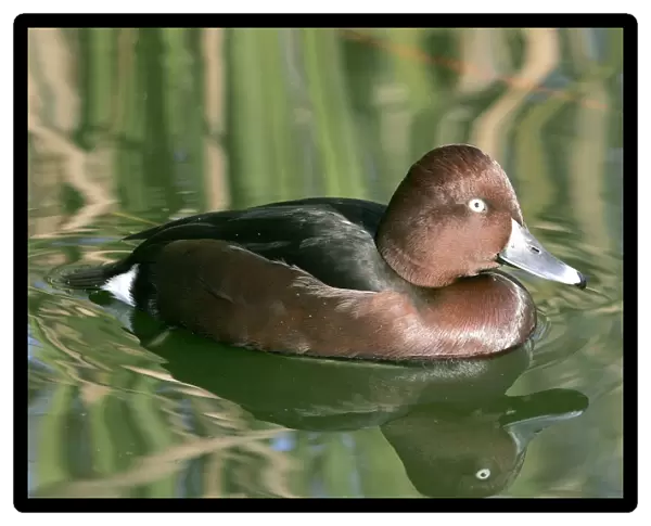Ferruginous Duck - male. Coto Donana National Park -Spain. Latin also Aythya nyroca