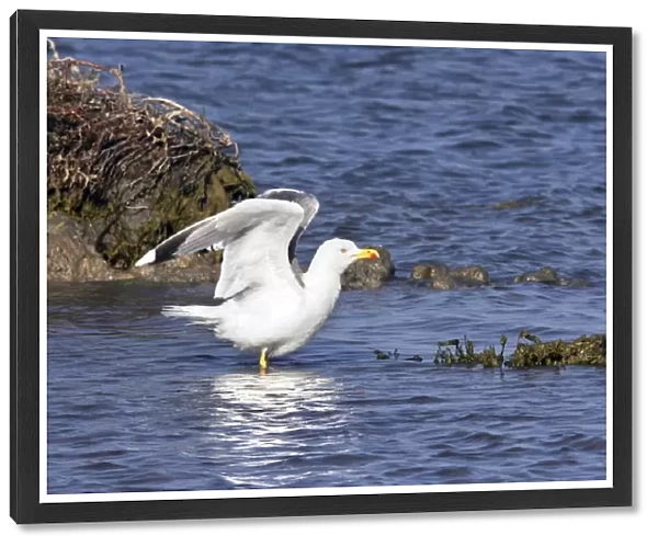 Yellow-legged Gull. Camargue - PACA - France