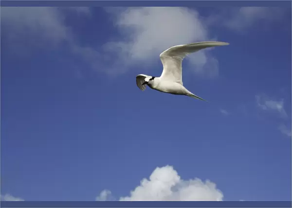 Black-naped tern. Atol de Cosmoledo - Seychelles - Indian ocean