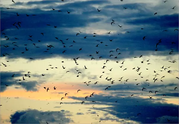 Black-naped Tern - flock in flight. Atol de Cosmoledo - Seychelles - Indian ocean