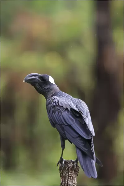 corbeau corbiveau en pays surma ( sud ouest de l'ethiopie)