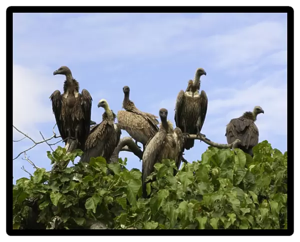 Rassemblement de vautour a dos blanc et de Ruppell pres d'un cadavre de cheval. Ethiopie