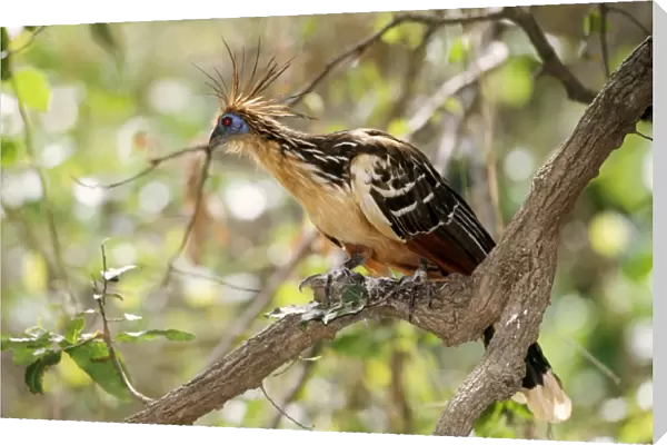 Hoatzin. WAT-3511. HOATZIN BIRD - on branch, side view
