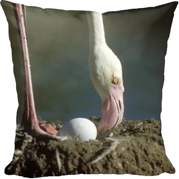 Greater Flamingo At nest