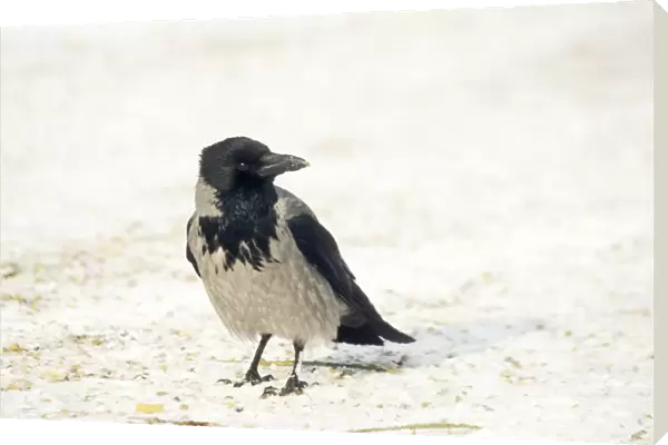 Hooded Crow On ground
