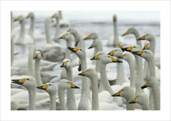 Whooper Swan - group Lake Kushiro, Hokkaido, Japan