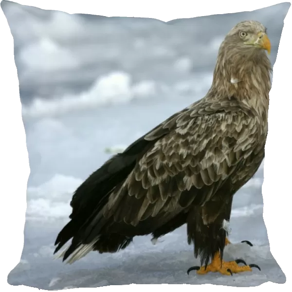 White-tailed Sea  /  Grey Sea Eagle. Hokkaido, Japan
