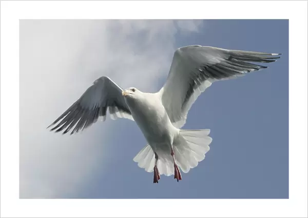 Slaty-Backed Gull - in flight. Hokkaido, Japan