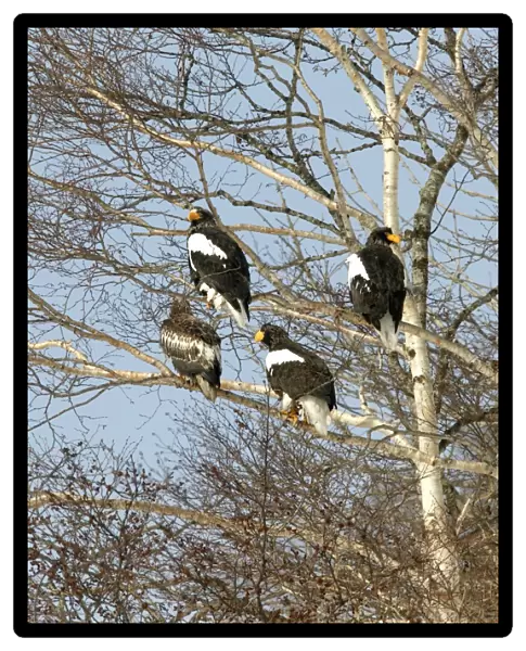 Steller's Sea Eagle - group in tree. Hokkaido, Japan