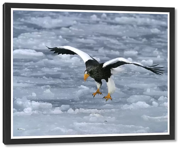 Steller's Sea Eagle - landing. Hokkaido, Japan