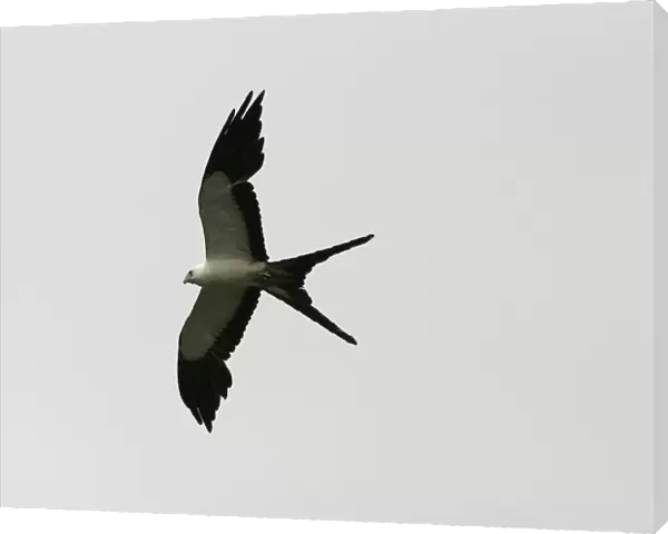 Swallow-tailed Kite USA