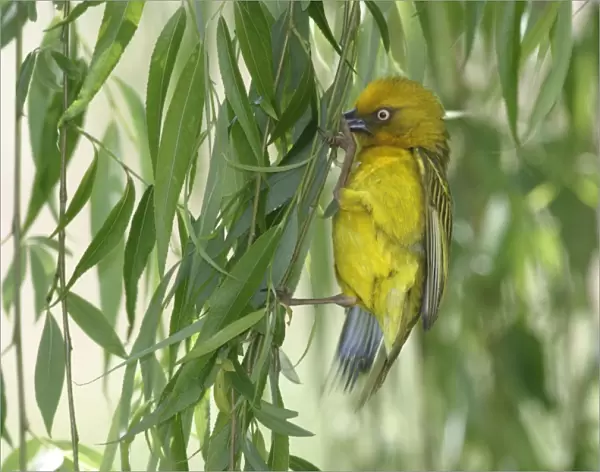 Cape Weaver - collecting nest material Cape province. South Africa