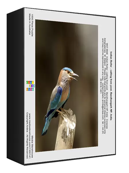 Indian Roller - calling from post. Bandhavgarh NP, India