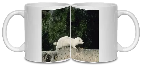 Weasel in white winter fur, adult; common predator in taiga-forests; Ur37. 1218