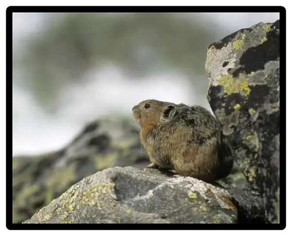 Northern Pika rodent on guard, living in a 'stone-river' in Sengilen mountain range, known for making hay-stacks for winter; June; South Tuva, Russia Tu32. 3048