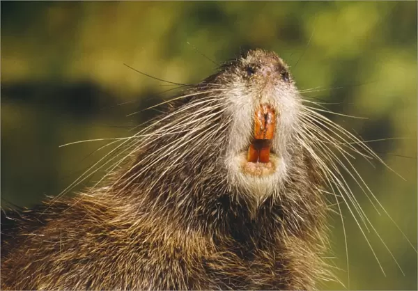 Coypu  /  Nutria - adult, close-up of mouth and teeth