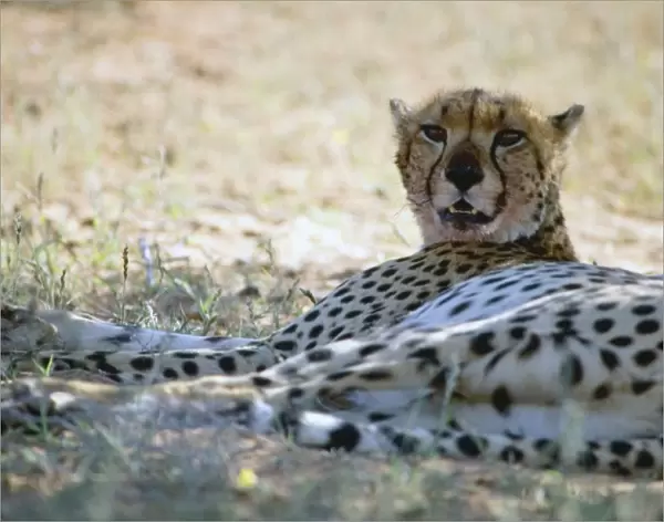 Cheetah resting in shade during heat of day. Diurnal predator of small antelopes and gazelles caught by stalking followed by high speed sprint. Widely but sparsely distributed in savannas and arid areas south of the Sahara
