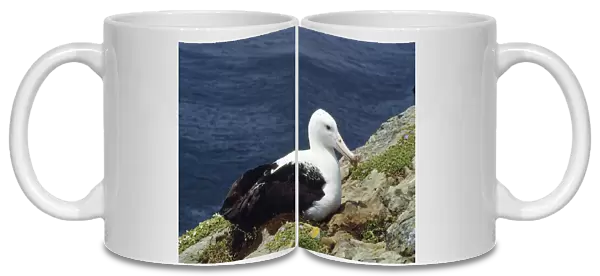 Northern Royal Albatross - incubating New Zealand