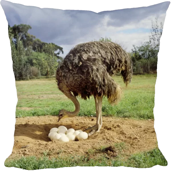 Ostrich - at nest with eggs