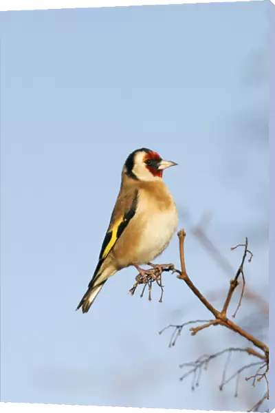 Goldfinch - On maple twig side view blue sky Bedfordshire, UK