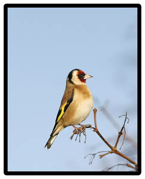 Goldfinch - On maple twig side view blue sky Bedfordshire, UK