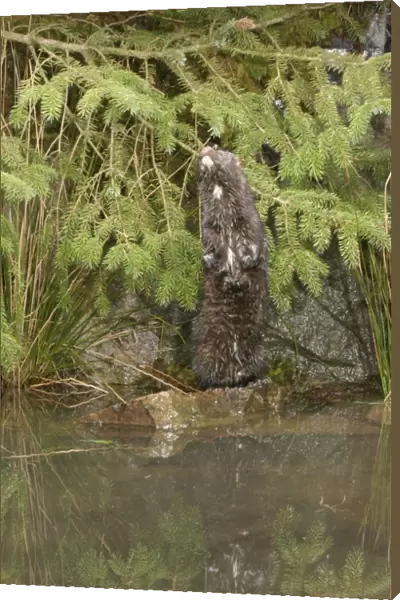 Mink - Male standing on hind legs 1686